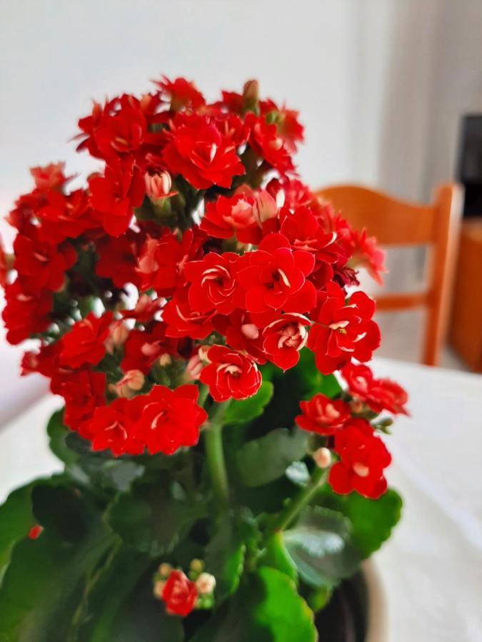 Ammousa Hotel Apartments Ликсури Экстерьер фото